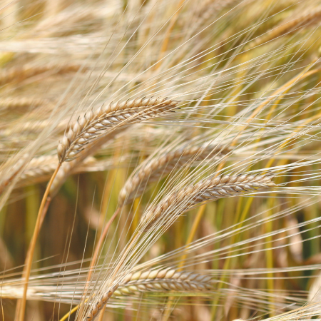 福岡・佐賀県産の二条大麦を１００％使用